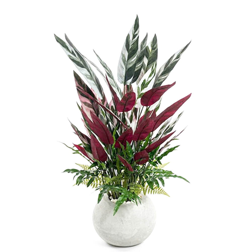 Heliconia_plant